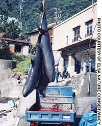 Live dolphins winched onto a truck