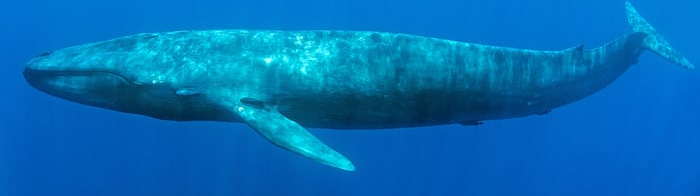 https://www.whales.org.au/news/images/header-Endangered_Northern_Right_Whale.jpg