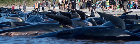 Mammoth Deep Blue shark photos go viral – Boston Herald