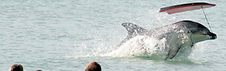 Moko became a tourist attraction on the North Island of New Zealand after it swam into a harbour and never left.