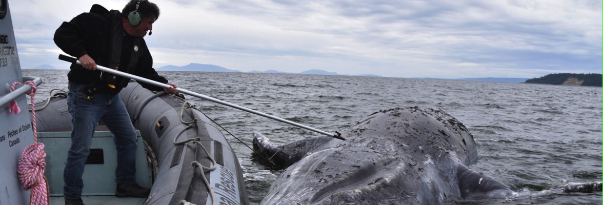 Blue whale bones nearing final stages of cleaning; OSU plans to assemble  them for display