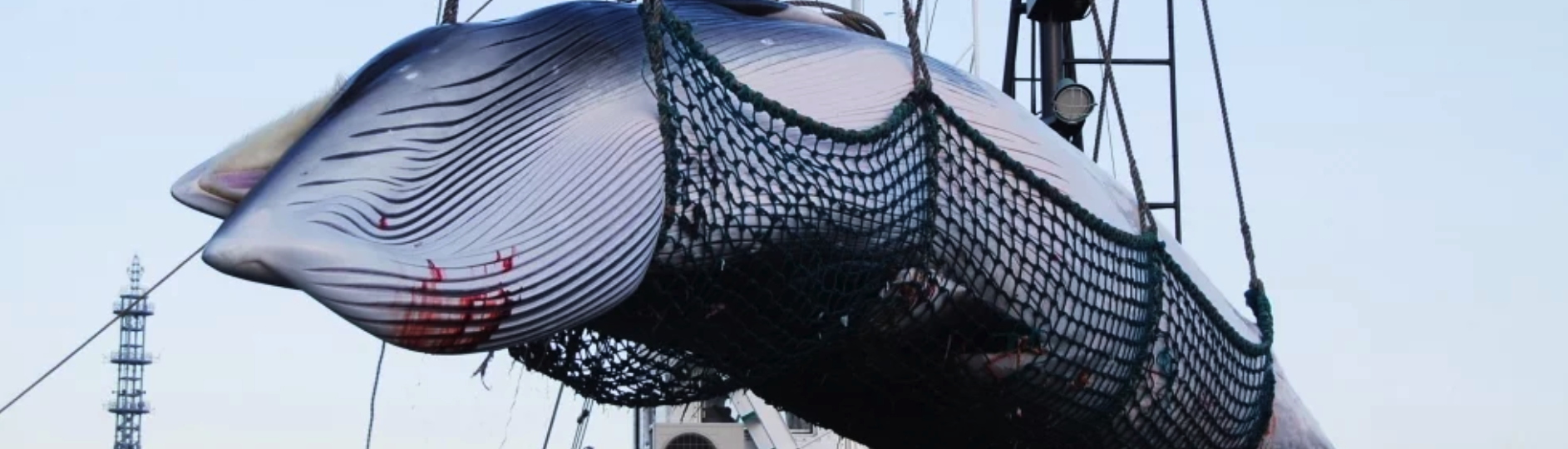 Dead gray whale stranded near Everett, towed to Camano, News