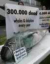 Over 20,000 dolphins killed each year