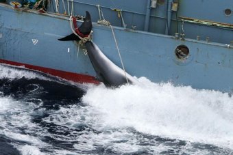 Sea Shepherd - Antarctic Whaling - Japan Whaling