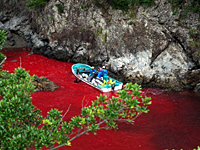 Dolphin blood turns the sea red