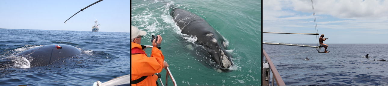 Whale Research