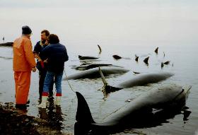 Pilot whale stranding