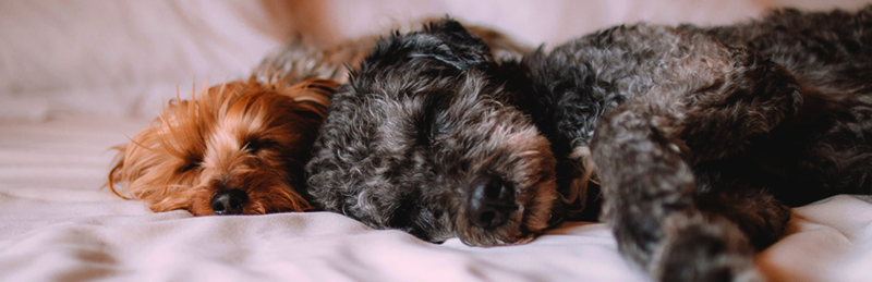 Keeping Pets Safe in the Home