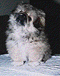 Peke pup