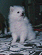 Pom pup