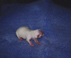 worm1.gif