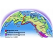 East Pacific Gray Whale Estimates