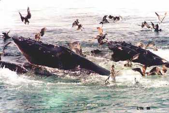 Humpback Whales Feeding