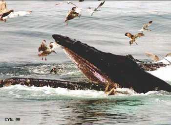 Humpback Whale Feeding