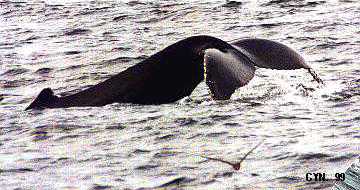 Humpback Whale Tail