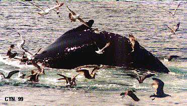 Humpback Whale