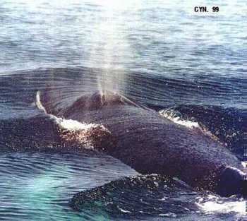 Humpback Whale Blow