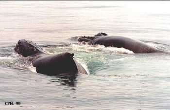 Humpback Whales