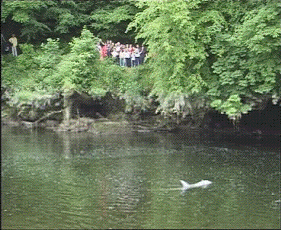 Risso's Dolphin upriver